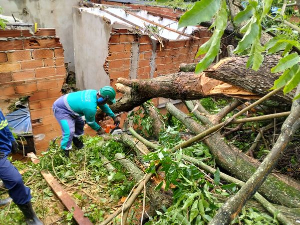 Árvore caiu em muro de casa em Cariacica