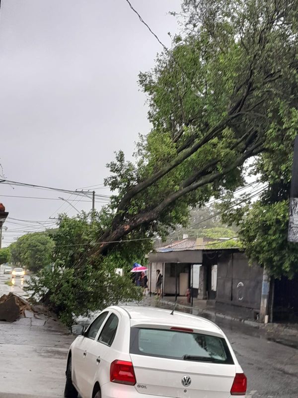 Árvore caiu na rua Gustavo Barroso, em Chácara Parreiral, Serra por Leitor | A Gazeta