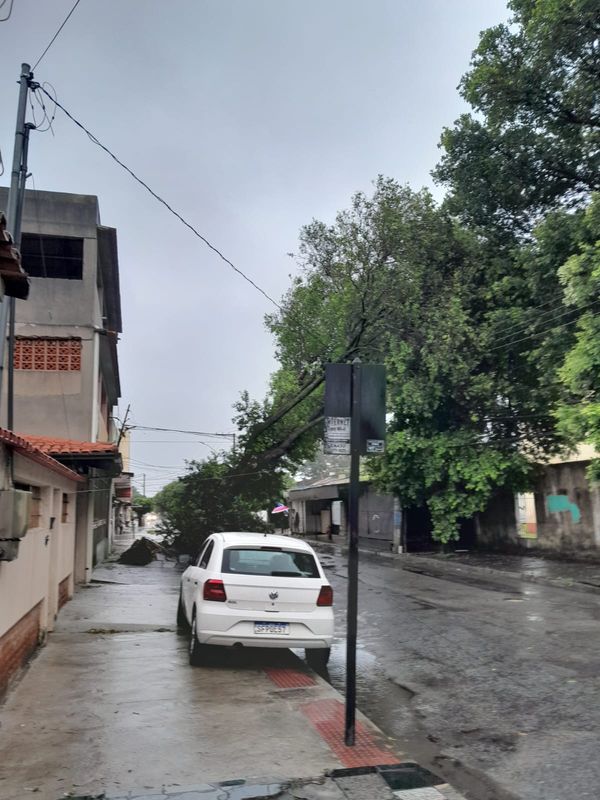 Árvore caiu na rua Gustavo Barroso, em Chácara Parreiral, Serra por Leitor | A Gazeta