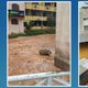 Imagem - Após chuva, córrego transborda e alaga ruas e imóveis em Marechal Floriano