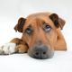 Imagem - Vídeo: Cadê os cachorros? Por que cães não são bem-vindos no Catar