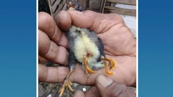 Pinto com quatro pernas nasce em galinheiro no distrito de Pinheiros, no norte do ES
