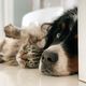 Imagem - Pets dentro de apartamentos: saiba o que diz a legislação