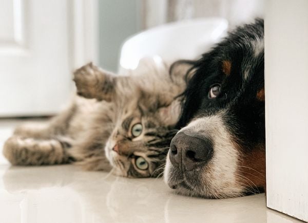 Pets dentro de apartamentos: saiba o que diz a legislação