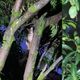 Imagem - Onça-parda é flagrada em cima de árvore em bairro de Belo Horizonte
