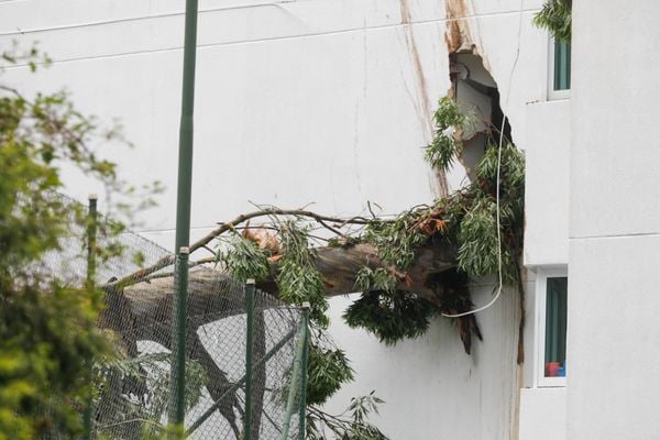 Árvore de grande porte caiu e danificou a fachada de um prédio na zona sul de SP