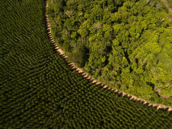 Floresta cuidada pelo setor de celulose para reduzir efeitos da produção de eucalipto