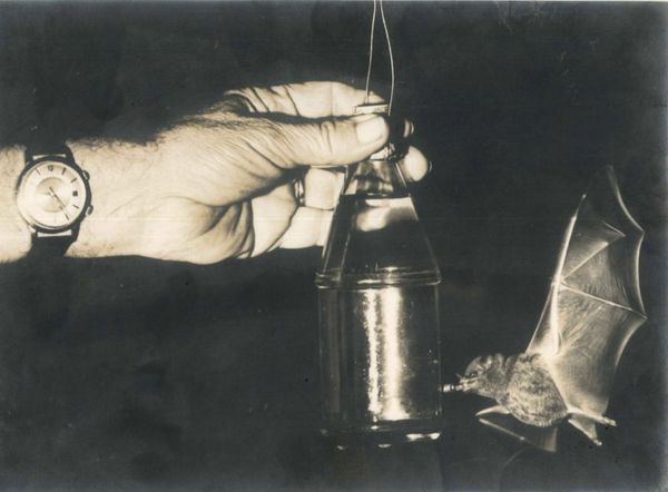 Fotografia de Augusto Ruschi com espécie de morcego