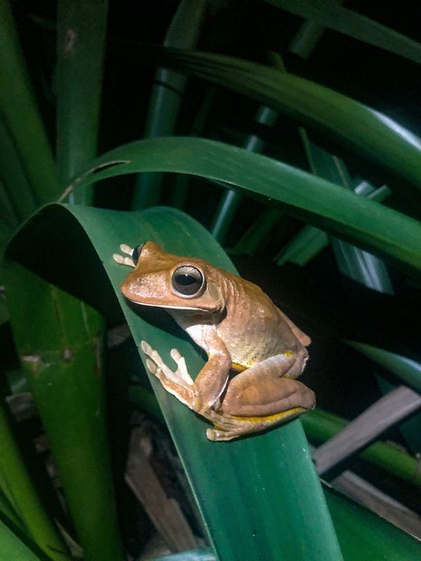 Perereca-martelo (boana faber) que pode ser observada no Museu de Biologia Prof. Mello Leitão