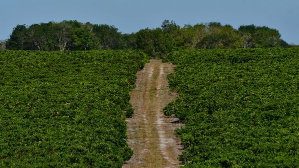A ação do Incaper é diferenciada: é pública; está presente em todos os municípios capixabas; única instituição de ciência e tecnologia do ES; seus servidores residem nos municípios, vivendo o dia a dia das comunidades