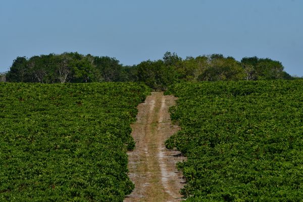 Nas unidades demonstrativas do Incaper, agricultores podem ver técnica ILPF na prática