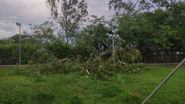 O temporal derrubou árvores no Instituto Federal do Espírito Santo (IFES) do município