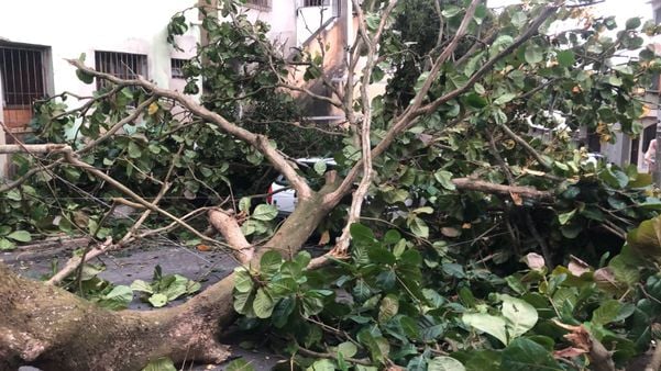 Uma árvore caiu em cima de um carro no bairro Aquidaban, em Cachoeiro por Thomaz Albano