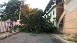 Árvore cai em cima de carro com motorista dentro em Cachoeiro(Thomaz Albano)