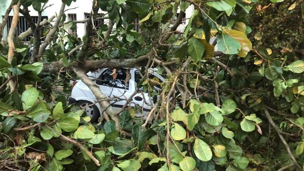 A árvore caiu em cima de um carro com uma motorista dentro no bairro Aquidaban, em Cachoeiro  por Thomaz Albano
