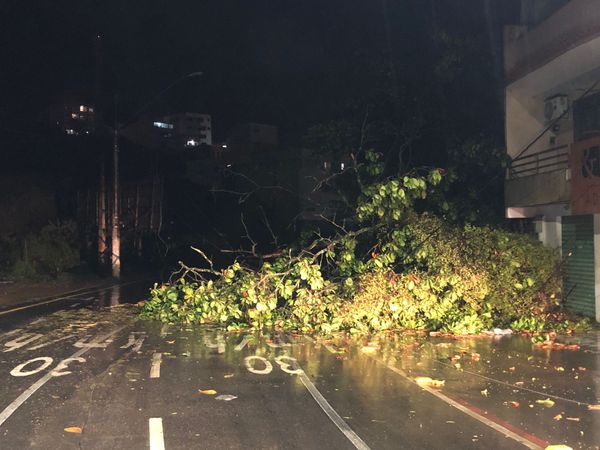 Queda de árvore na Avenida Linha Vermelha  por  Thomaz Albano