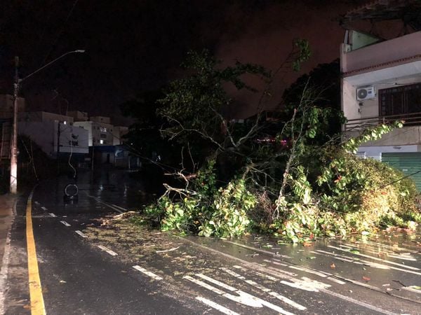 Queda de árvore na Avenida Linha Vermelha  por  Thomaz Albano