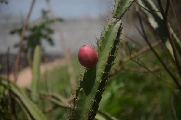 A vegetação contrasta com o resto da orla de Camburi e com as instalações industriais próximas. por Ricardo Medeiros