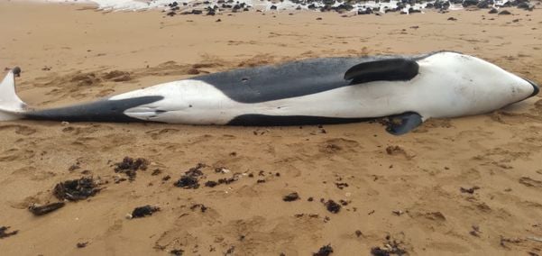 Orca aparece morta em praia da Serra