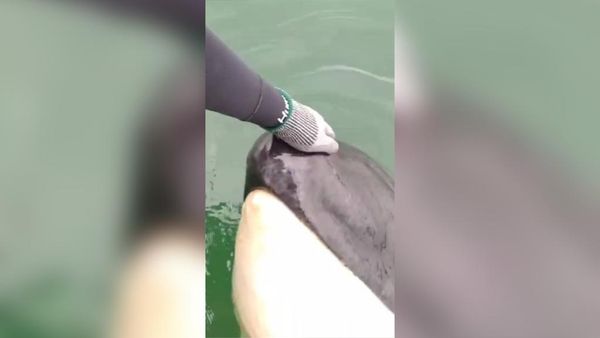 Orca surpreende e interage com mergulhadores no mar na Serra; veja vídeo