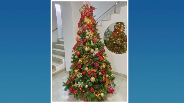 Já escolheu sua árvore de Natal?