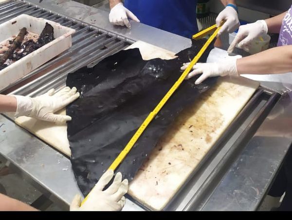 Plástico encontrado dentro da orca media mais de 80 cm
