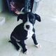 Imagem - Homem é preso após jogar filhote de cachorro de prédio em Brejetuba