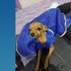 Imagem - Cachorrinha pinscher desaparece durante fogos no réveillon em Vila Velha