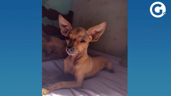 A pinscher Kate, de 2 anos, está desaparecida e família pede ajuda para localizá-la
