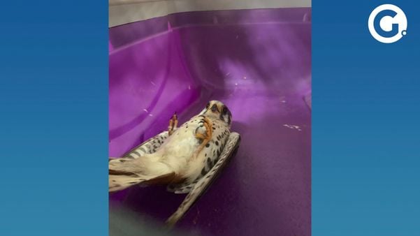 Falcão quiriquiri é resgatado no bairro Glória, em Vila Velha
