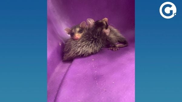 Filhotes de gambás foram adotados por uma gata em Cobi, Vila Velha