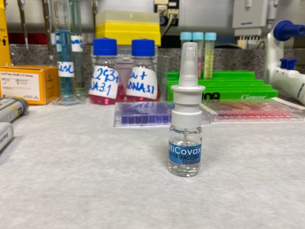 Vacina contra Covid-19 em spray nasal desenvolvida pelo Incor e USP