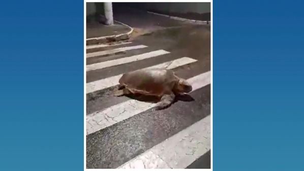 Gravação mostra uma tartaruga-cabeçuda sobre a faixa de pedestres em Barra do Sahy.  Pessoas que estavam no local a resgataram e devolveram o animal ao mar; Fundação Tamar explica o ocorrido