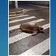 Imagem - Tartaruga "atravessa na faixa" na orla de Aracruz e vídeo viraliza