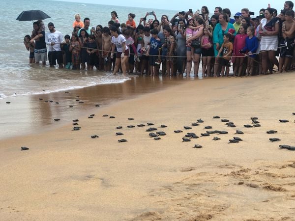 Cerca de 300 filhotes seguiram em direção ao oceano Atlântico por Thomaz Albano
