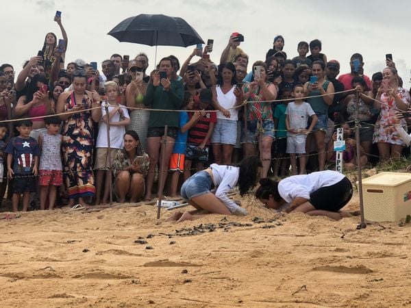 Uma nova abertura de ninho de tartarugas marinhas ocorreu hoje (5), na praia da Guanabara, no litoral de Anchieta por Thomaz Albano
