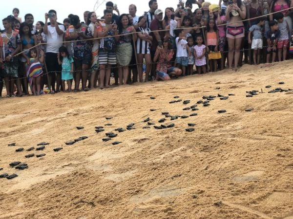 Cerca de 300 filhotes seguiram em direção ao oceano Atlântico por Thomaz Albano