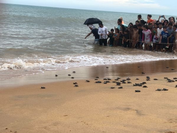 Cerca de 300 filhotes seguiram em direção ao oceano Atlântico por Thomaz Albano
