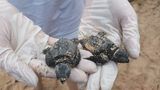 Abertura de ninhos de tartarugas atrai quase 2 mil pessoas em Anchieta (Thomaz Albano)