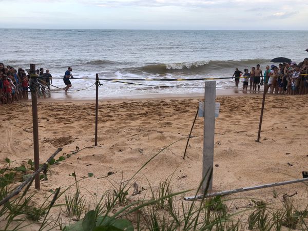 Uma nova abertura de ninho de tartarugas marinhas ocorreu hoje (5), na praia da Guanabara, no litoral de Anchieta por Thomaz Albano