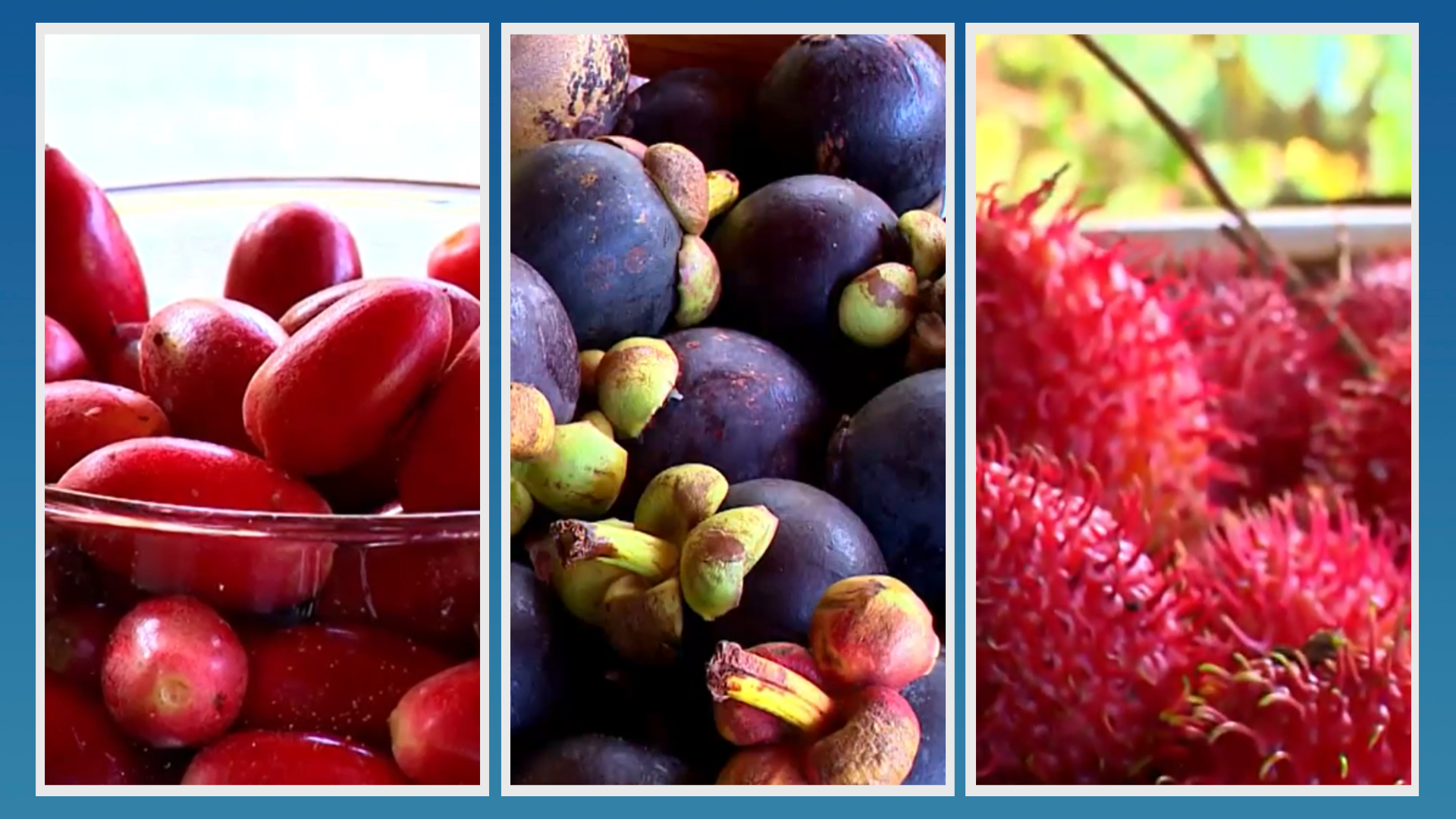 O fruticultor Edmar Campagna comercializa e produz 'delícias' incomuns em feiras livre e nas bancas de supermercados. Tem até fruta do milagre; conheça alguma delas