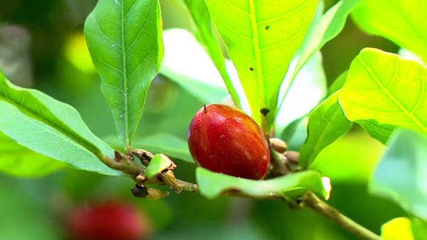 Produtor rural cultiva frutas nativas e exóticas no interior de Castelo
