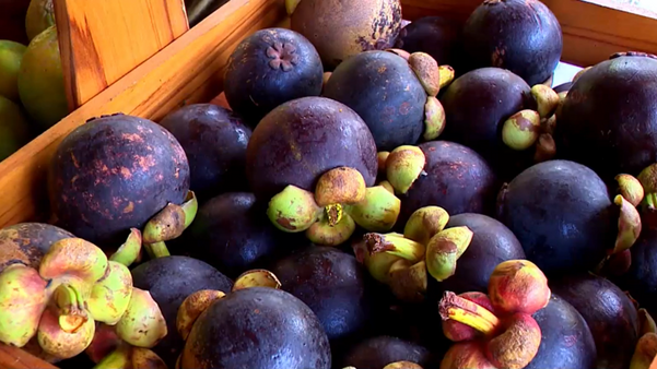 Produtor rural cultiva frutas nativas e exóticas no interior de Castelo