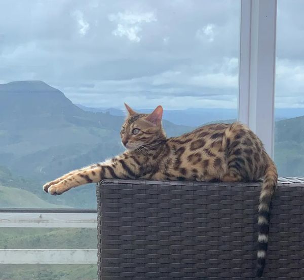 Gata Massinha foi confundida com uma jaguatirica e solta no meio de uma mata em BH