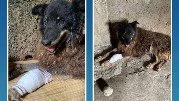 O Beira-mar não tinha raça definida (