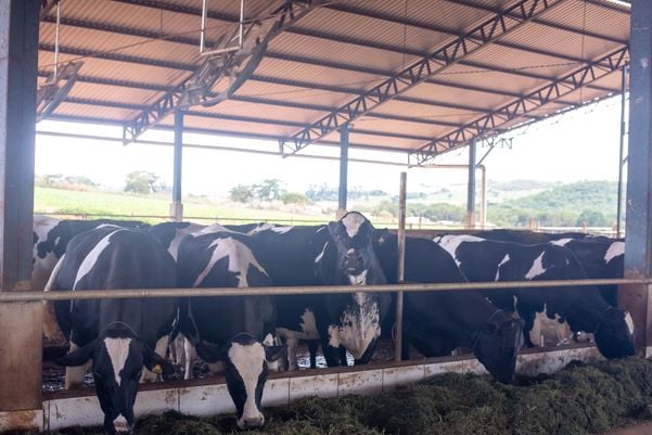 Fazenda leiteira de Goiás que faz parte do programa mantém vacas em ambiente climatizado