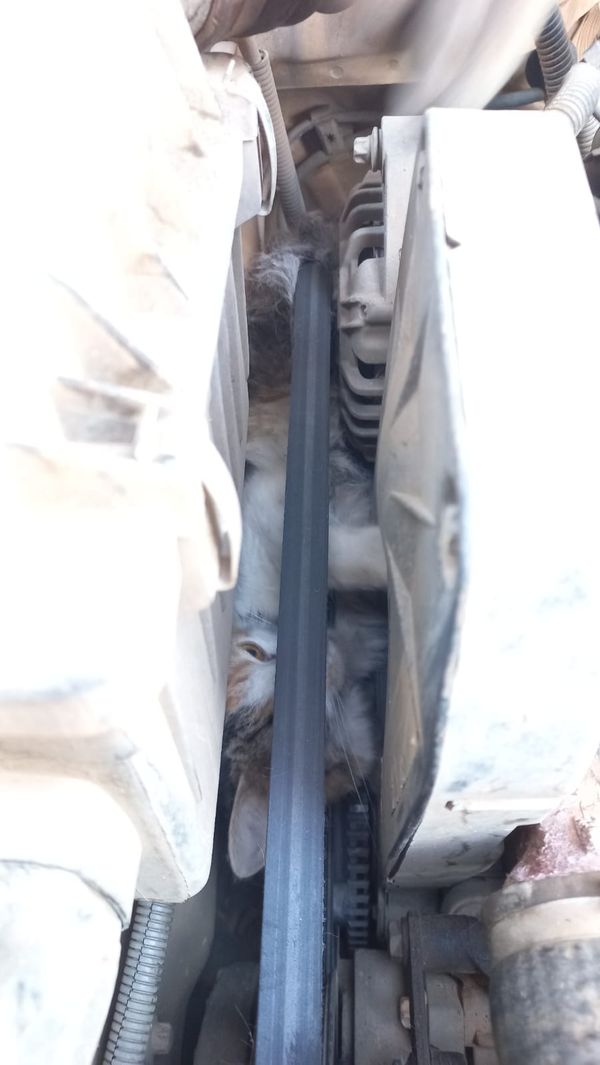 Gato é resgatado após ficar preso em motor de carro em Baixo Guandu por Corpo de Bombeiros | Divulgação