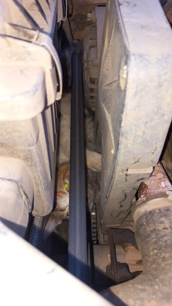 Gato é resgatado após ficar preso em motor de carro em Baixo Guandu por Corpo de Bombeiros | Divulgação