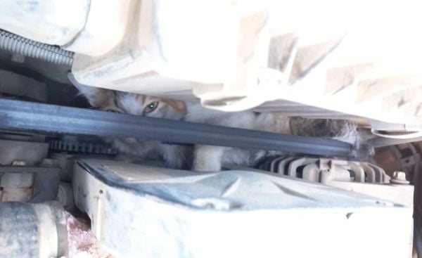 Gato é resgatado após ficar preso em motor de carro em Baixo Guandu