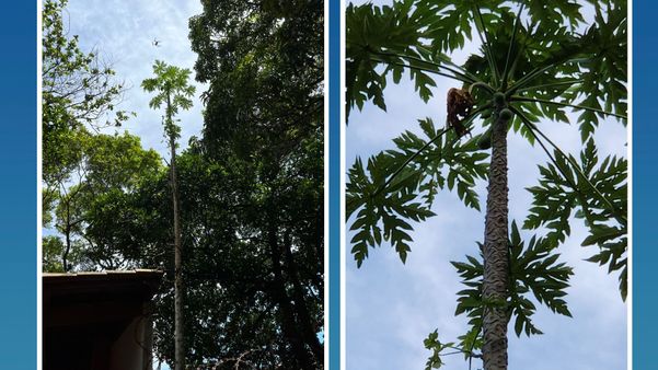 Pé de mamão gigante fica em Manguinhos, na Serra